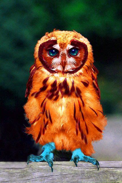 Blue Footed Screech Owl Animals Beautiful Owl Owl Pictures