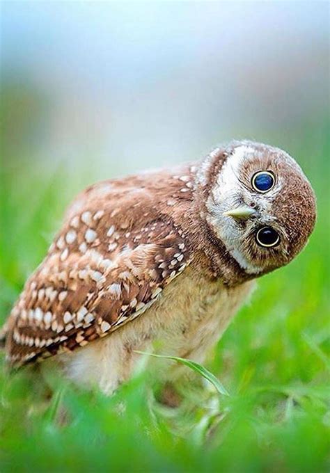 Sign In Beautiful Owl Pet Birds Owl Pictures