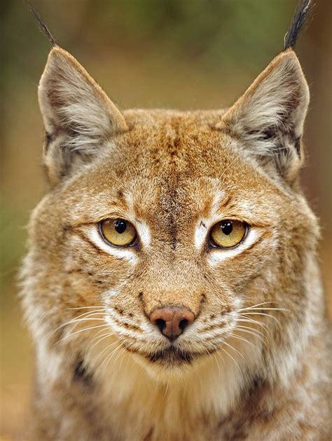 Pin On Felinidae Lynx