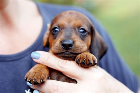 Four girls and one boy. How To Care For a Dachshund - The Complete Guide - I Love Dachshunds