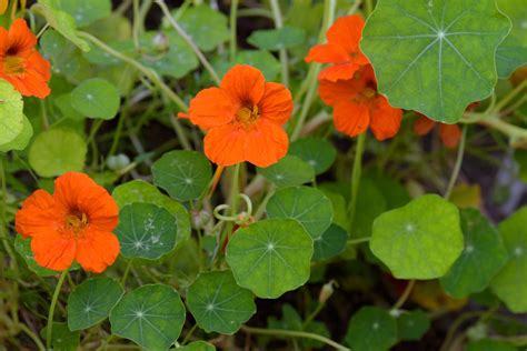 35 Types Of Orange Flowers Identification And Photos