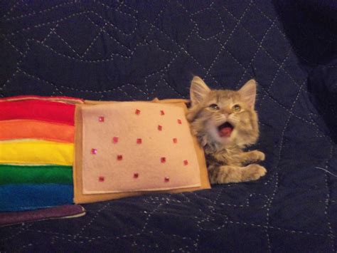 Nyan Cat Cat~ Nyan Cat Photo 29441627 Fanpop