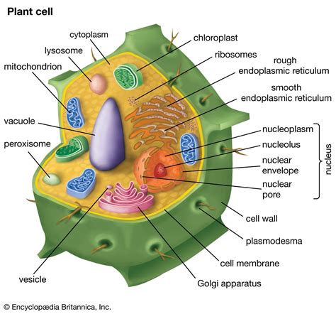 Plant Cell Definition Characteristics Diagram Britannica