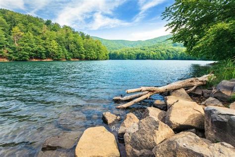 Beautiful Summer Scenery Near The Mountain Lake Beech Forest And Rocks