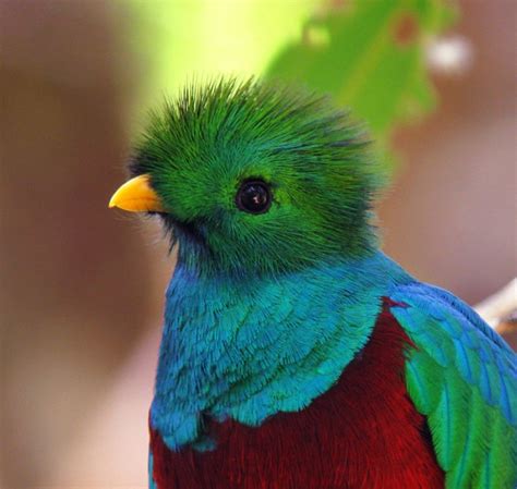 Quetzal El Ave Más Bella De América En Peligro De Extinción Sala De