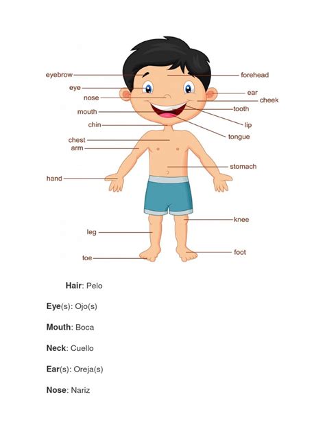 Partes Del Cuerpo Humano En Inglesdocx Anatomía Humana Anatomía De