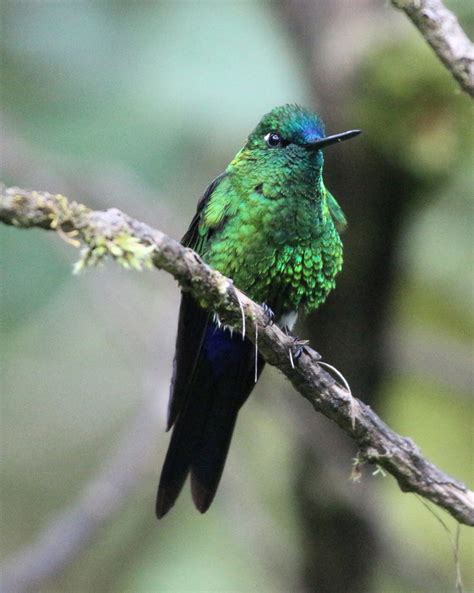 Amazon Rio Napo Birding Extension Kirkconnells Adventures