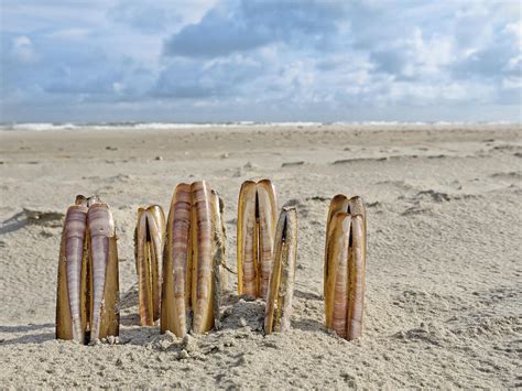 Composition Of Razor Clams On Beach Photograph By Tosca Weijers Fine