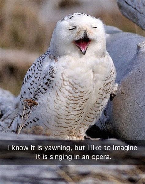 29 Funny Owl Memes That Are So Funny Theyre Actually A Hoot