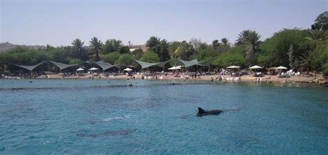 Dolphin Reef At Eilat