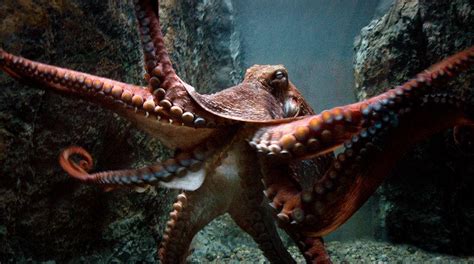 Video Meet The Worlds Largest Octopus Evonews