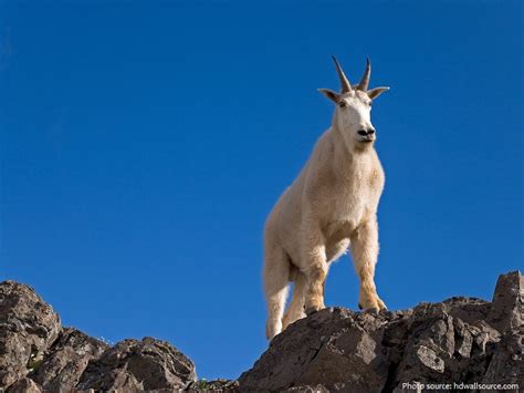 Interesting Facts About Mountain Goats Just Fun Facts