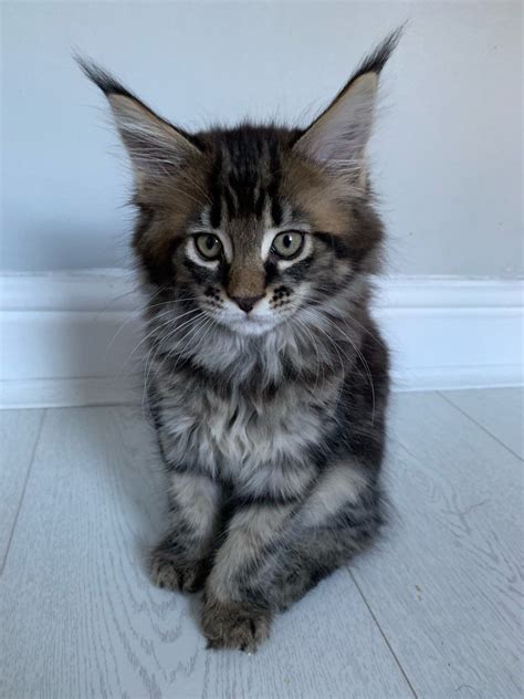 Maine coon cats and kittens for sale. Stunning female Pedigree Maine Coon Kitten | Littleborough ...
