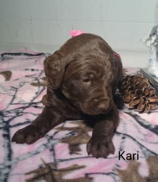 A german shorthaired pointer mix will probably be cheaper to buy than a pedigree puppy, but will incur the same lifetime costs. German Shorthaired Pointer-Poodle (Standard) Mix puppy for ...