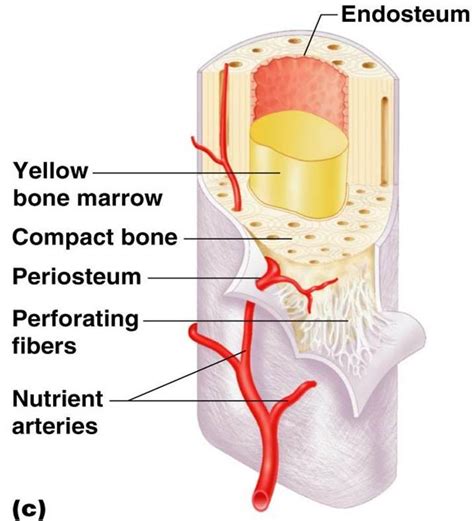 Not only does red marrow produce blood cells. The Skeletal System at Richard Stockton College of New ...