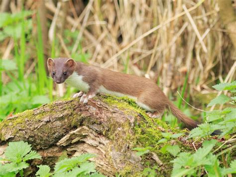 5 Common Types Of Weasels With Pictures Vivo Pets