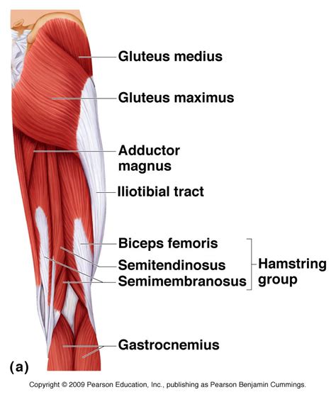 A Guide For Hamstring Stretches