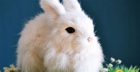 Wallpaper Cute White Bunny Animal Rabbit Desktop Wallpaper Hd Image