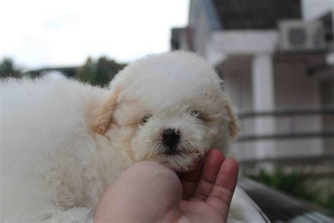 Lovelypuppy White Parti Color Toy Poodle Puppyrm699 Only