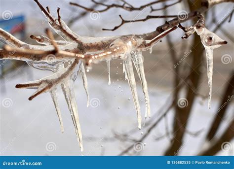 Frozen Tree Branch With Icicles Early Spring Stock Image Image Of