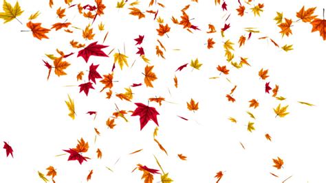 Animation Of Falling Autumn Leaves Stock Footage Video 31820767
