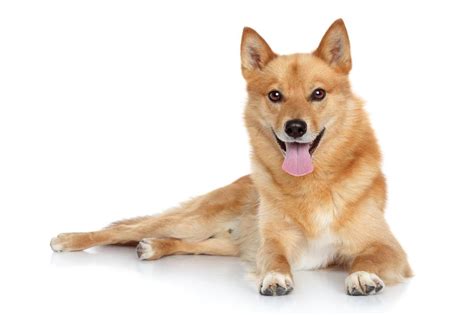 Finnish Spitz Finkie Full Profile History And Care