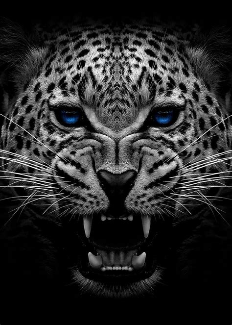 Angry Jaguar Face Poster Poster By Mk Studio Displate Black