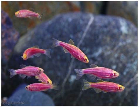 Glofish Danios Freshwater Aquarium Fish Doe Sale Azgardens