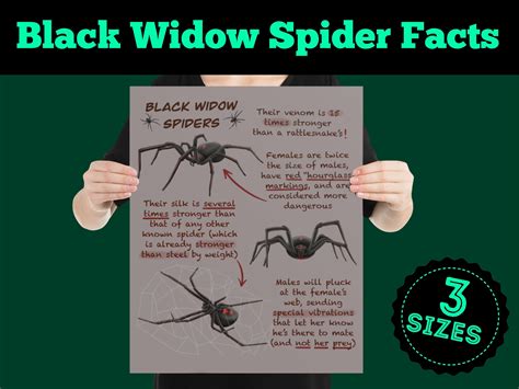 Black Widow Spiders Educational Poster Wildlife Fun Facts For Etsy