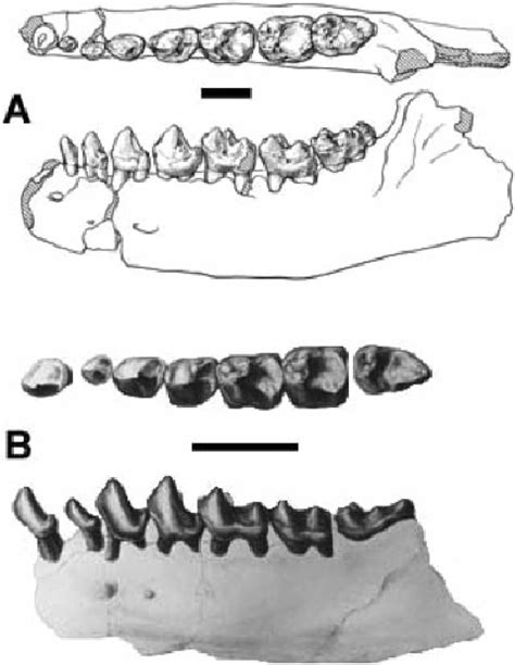North American Early Eocene Primates A Cantius Torresi Adapiformes