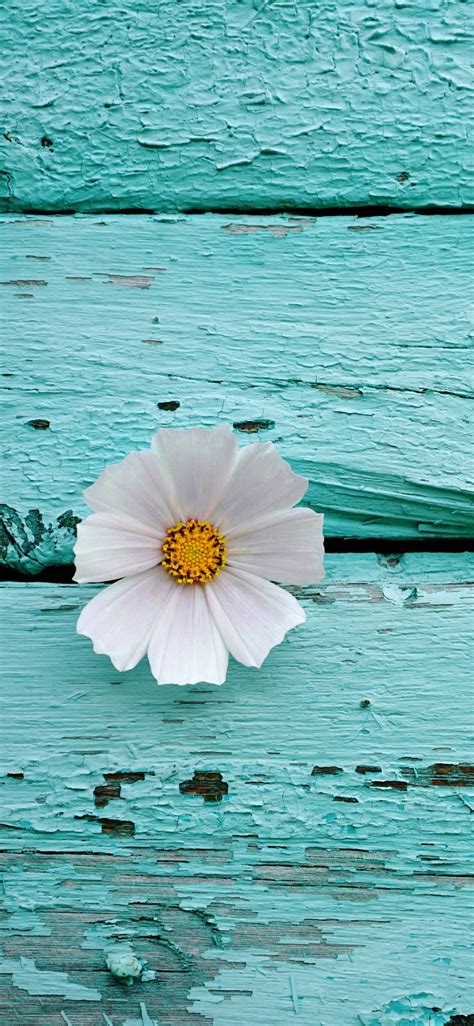 white flower wallpaper  wooden background teal turquoise  flowers