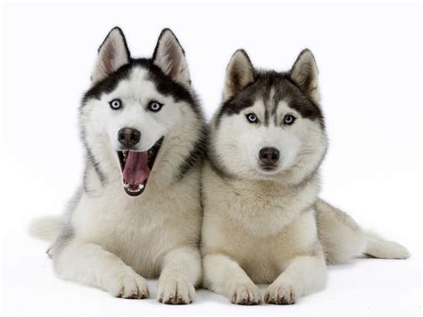 Siberian Huskies Dogs Wallpaper 17473305 Fanpop