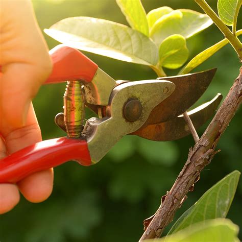 5 Tools For Pruning Trees And Shrubs Cardinal Lawns