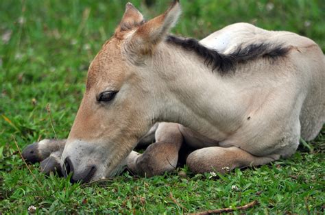 First Wild Horse Species Born From Artificial Insemination At