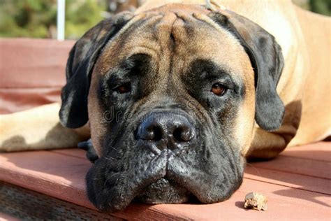 Bullmastiff Dog Laying Down Outside On Grass Stock Photo Image Of