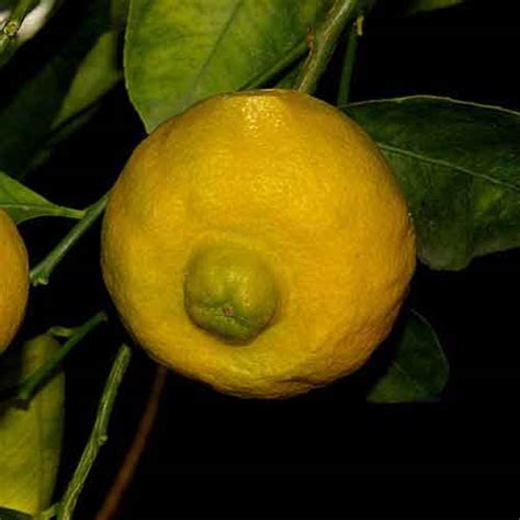 Sweet Lemon Nutrition Facts Sweet Lemon Health Benefits