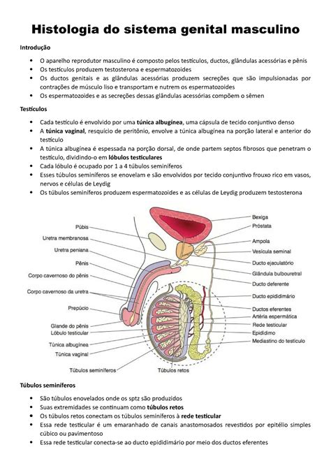 Histologia Do Sistema Genital Masculino Studocu
