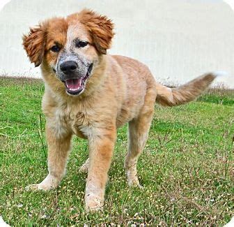 This is obviously going to make for a very large dog. Dallas, TX - Australian Shepherd/St. Bernard Mix. Meet ...