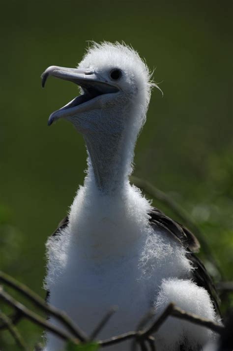 Baby Frigate Bird Galapagos Galapagos Coastal Birds Enchanted Island