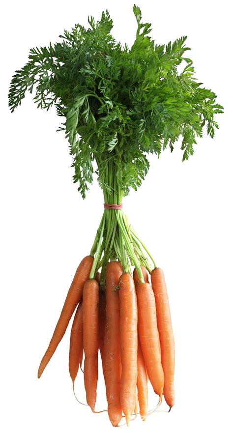 Free Carrot Png Transparent Images Download Free Carrot Png