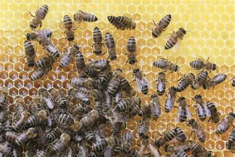 The Great Benefits Of Russian Honey Bees