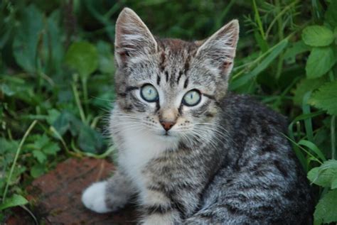 Kostenlose Bild Niedlich Tier Natur Katze Haustier Fell Jung Augen Kopf Porträt Kätzchen