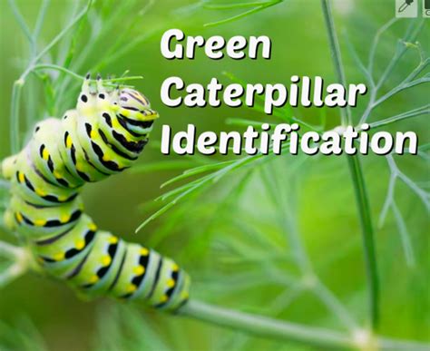 Green Caterpillar Identification Guide Common Types Owlcation