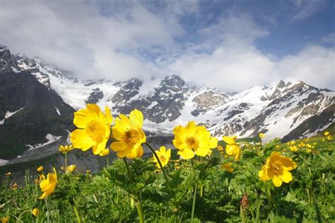 Amazing Mountain Landscape With Yellow Flowers On Foreground On Clear