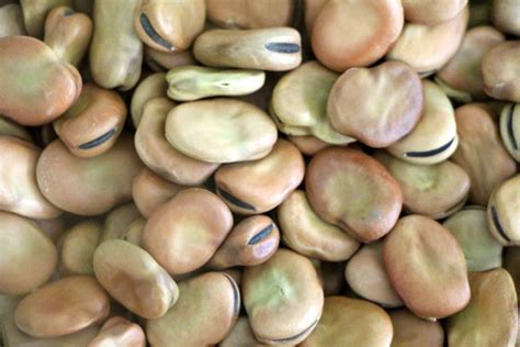 How To Cook Dried Fava Beans Inspiration From You