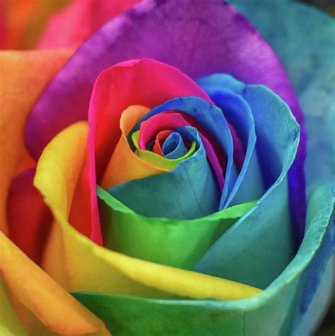 Rainbow Rose Photograph By Michelle Wittensoldner Fine Art America