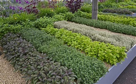 The evergreen herb fills problem spots with purple, blue, and violet flowers. Designing herb gardens " Attractive and efficient