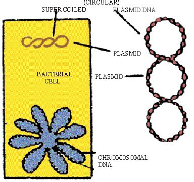 In a real cell, chromosomes would not be visible. PinkMonkey.com Biology Study Guide - 8.5 Plasmids