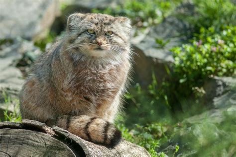 All About The Pallas Cat The Wild Grumpy One Gage Beasley