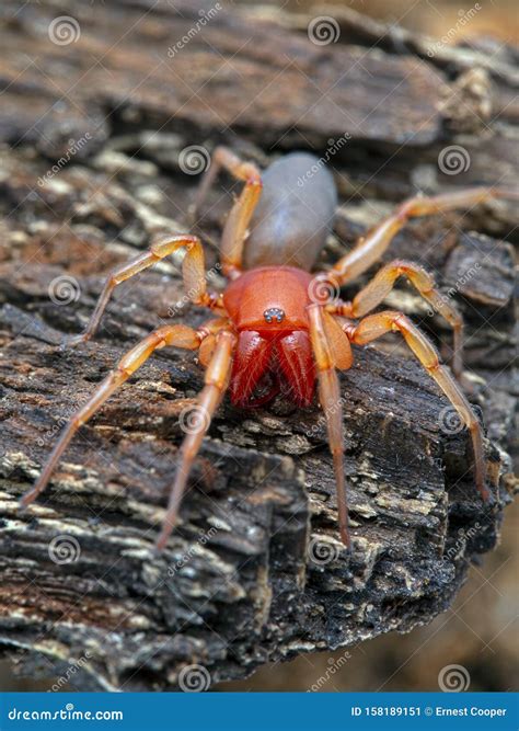 Male Dysdera Crocata Woodlouse Spider Stock Image Image Of Orange